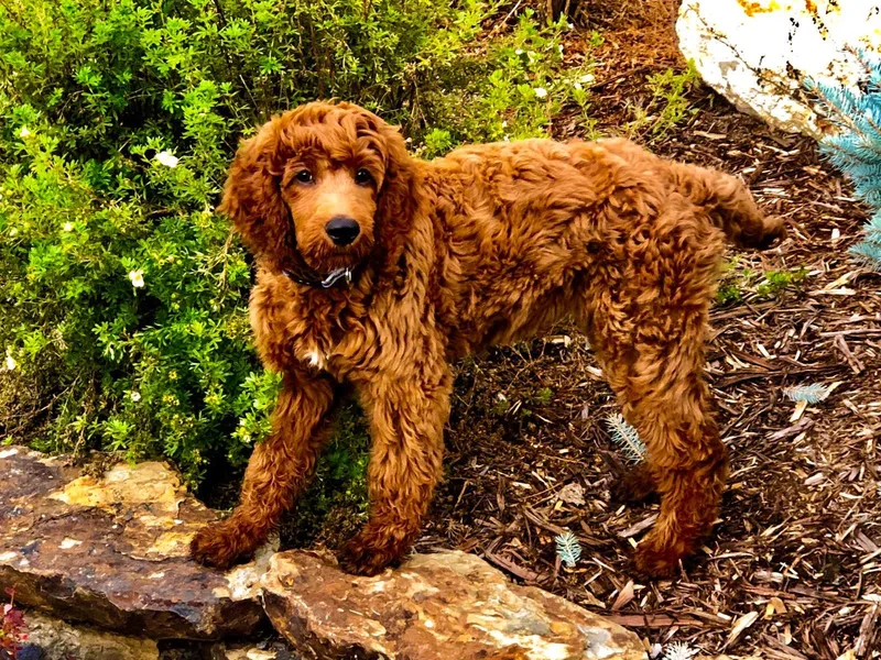 Colorado Red Royal Standard Poodles