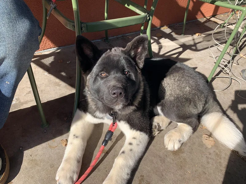 Colorado Springs Akitas