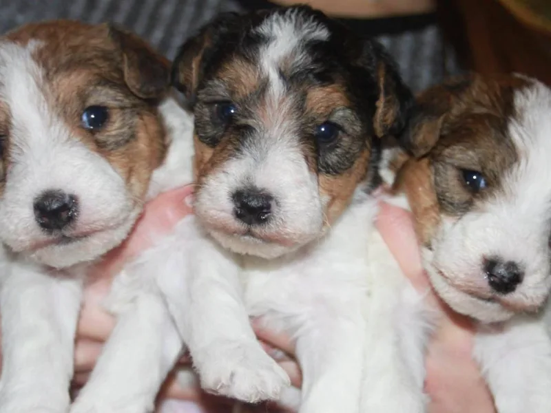 Colorado Wire Fox Terriers photo 1