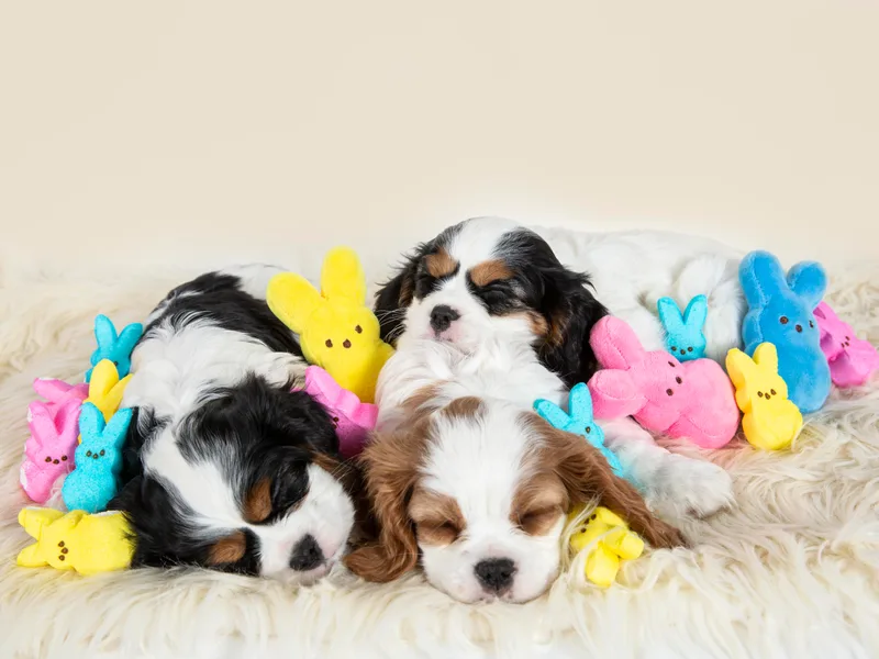 Colorful Cavaliers