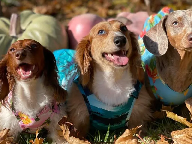 Colorful Dachshunds