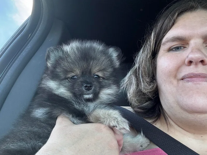 Colorful Pomeranians