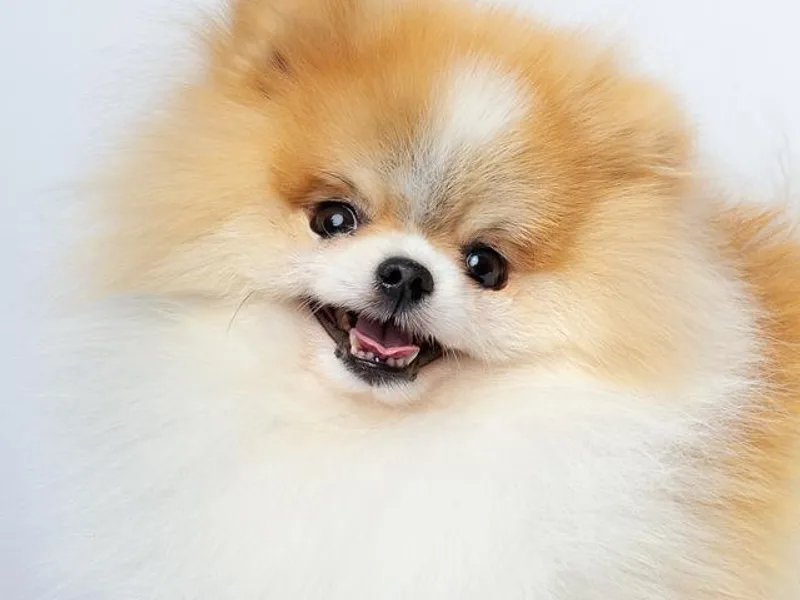 ColorMe Pomeranians