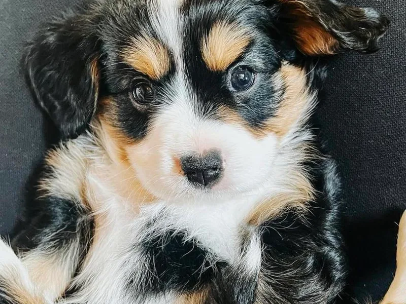 Columbia Basin Puppies