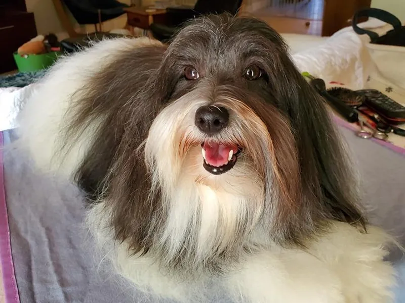 Columbia Gorge Cotons