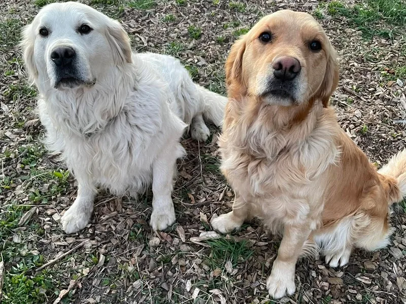 Columbia Ridge Goldens