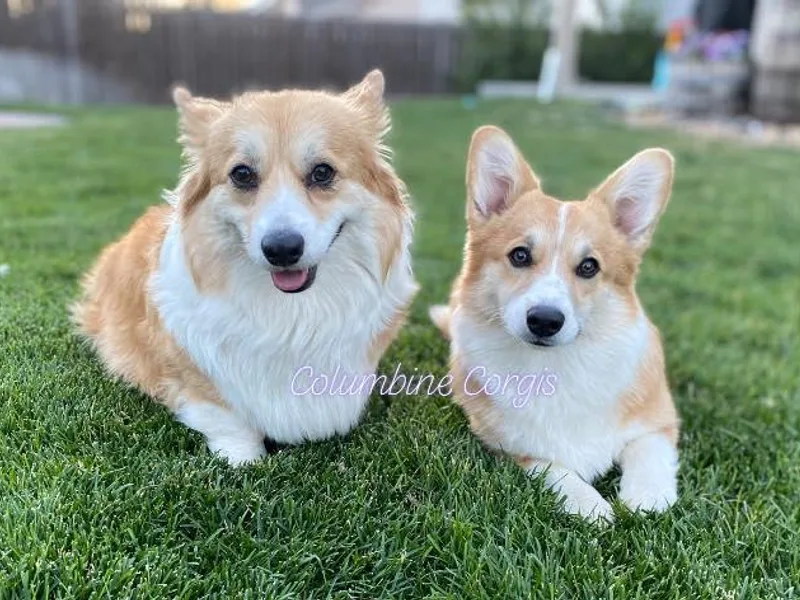 Columbine Corgis