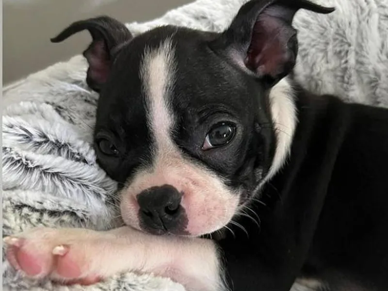 Columbus Boston Terriers