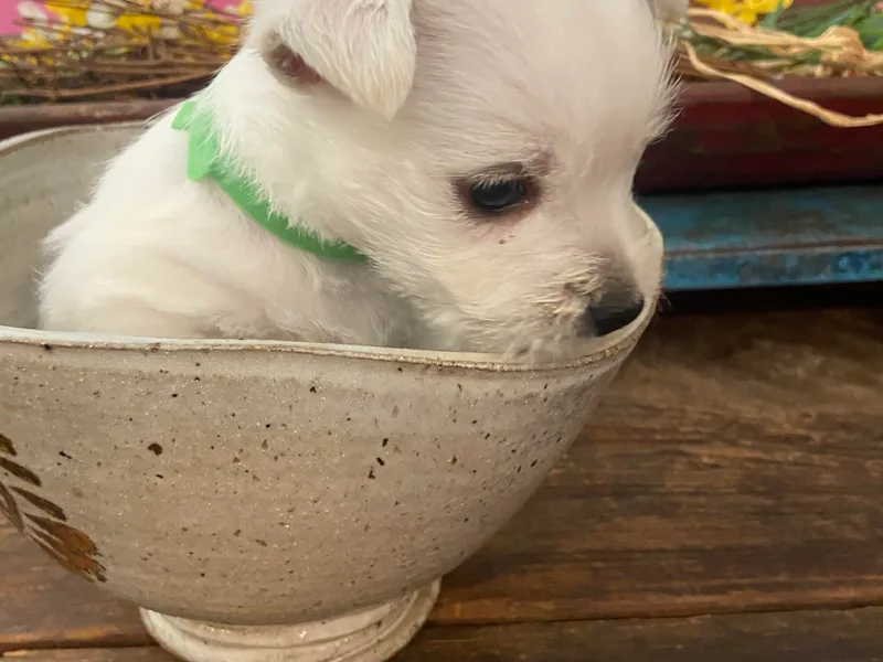 Colvin’s Westies