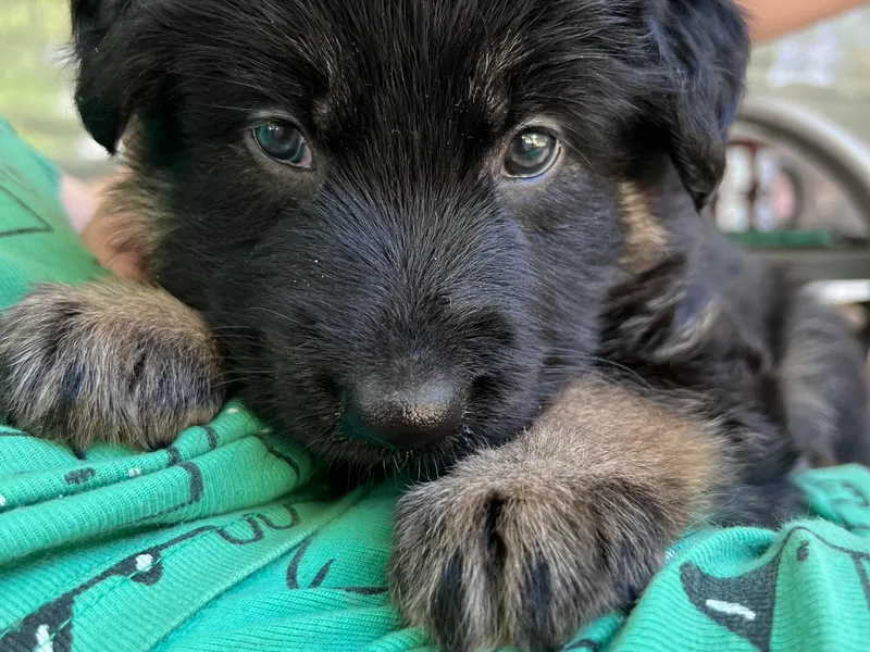 Combat Creek German Shepherds