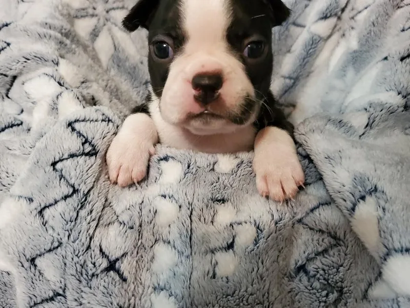 Combs' Beautiful Bostons