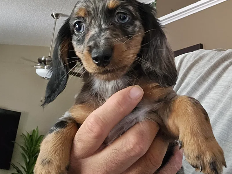 Come See Our Weiners