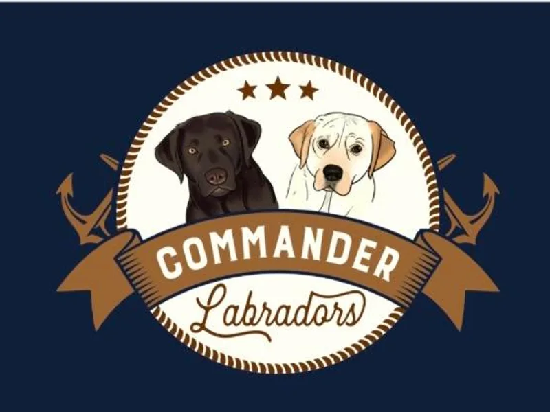 Commander Labradors photo 1