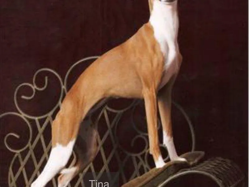 Como Italian Greyhounds