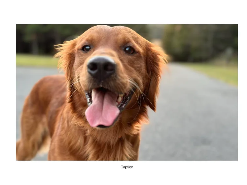 Companion Goldens of the Carolinas