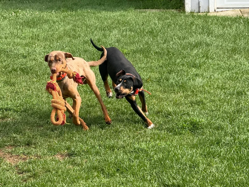 Compass Rose Catahoulas
