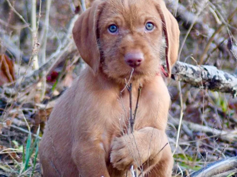 Compass Wirehaired Vizslas