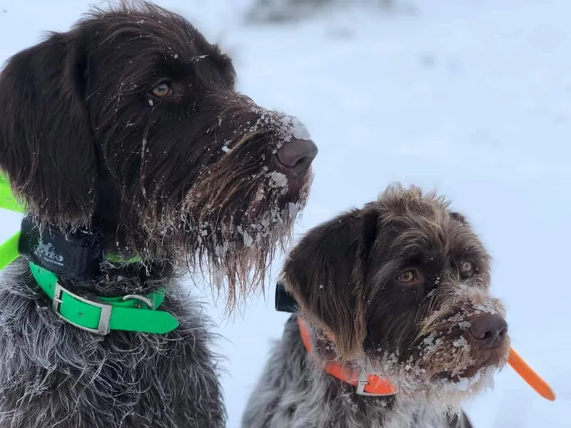 Complete Game Griffs