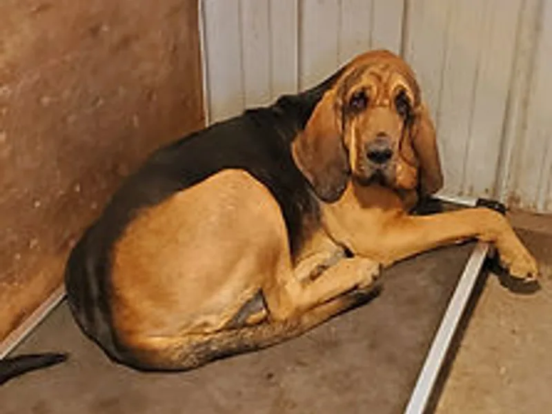 Compton Creek Bloodhounds