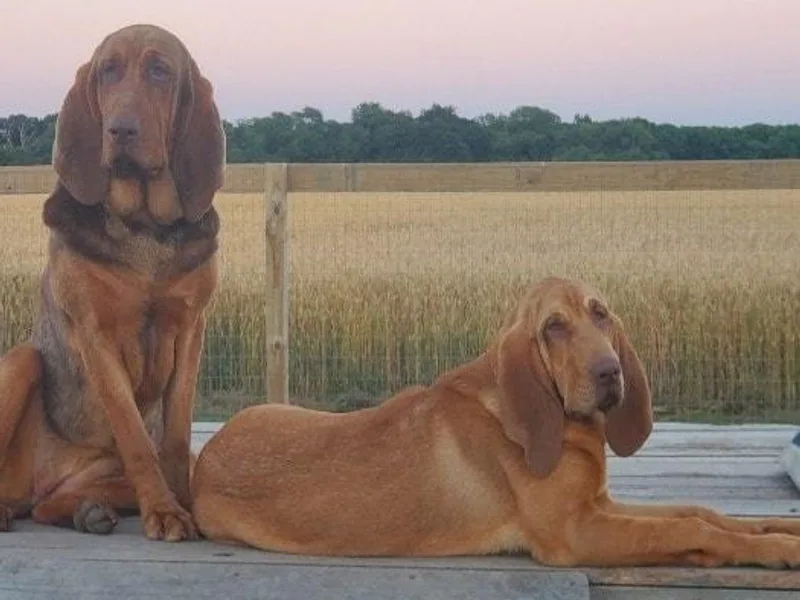 Compton CreekBloodhounds