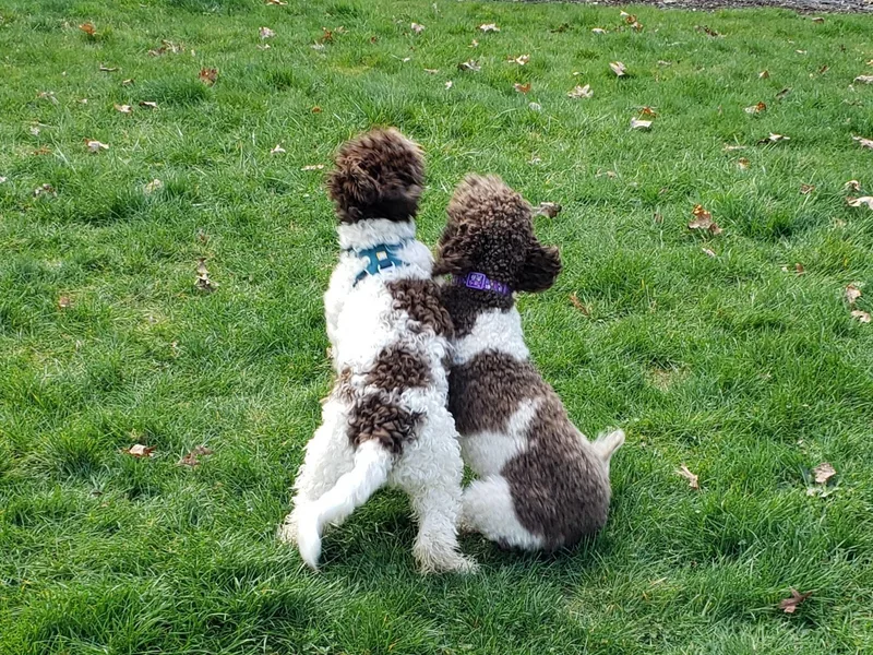 Con Brio Lagotto Romagnolos