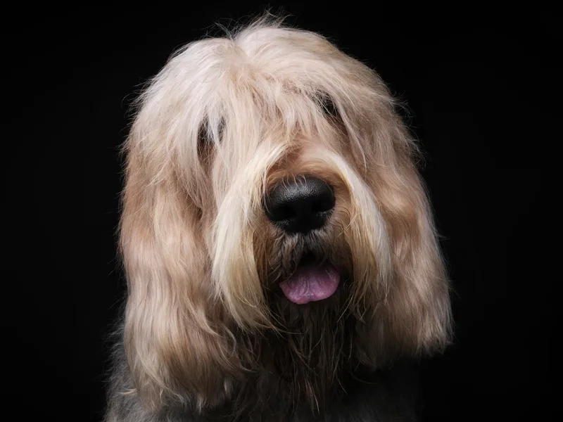 Con Cara Otterhounds- Expecting March 2026!