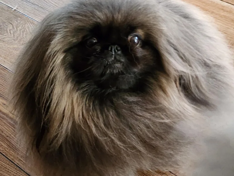 Con-Lea Pekingese