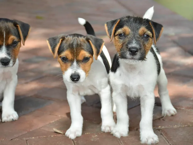 Conasauga Jack Russell Terriers
