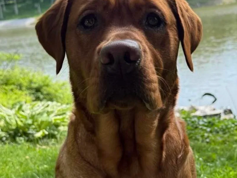 Concannon Hill Kennel