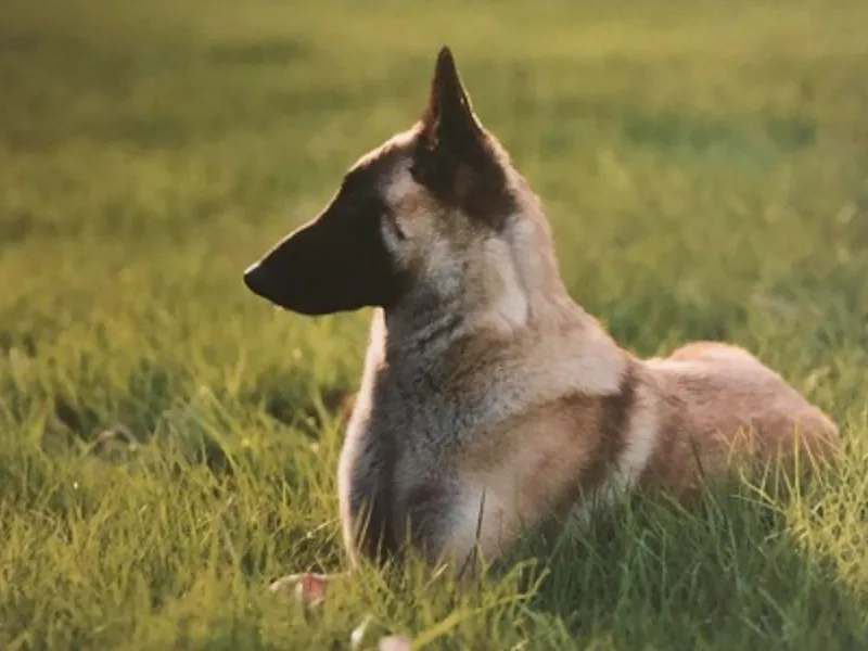 Concho Belgian Malinois