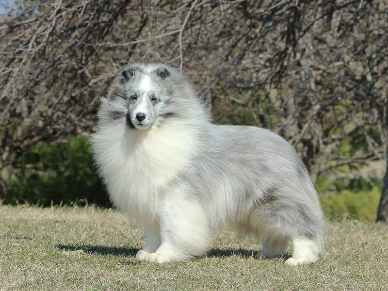Conestoga Shelties