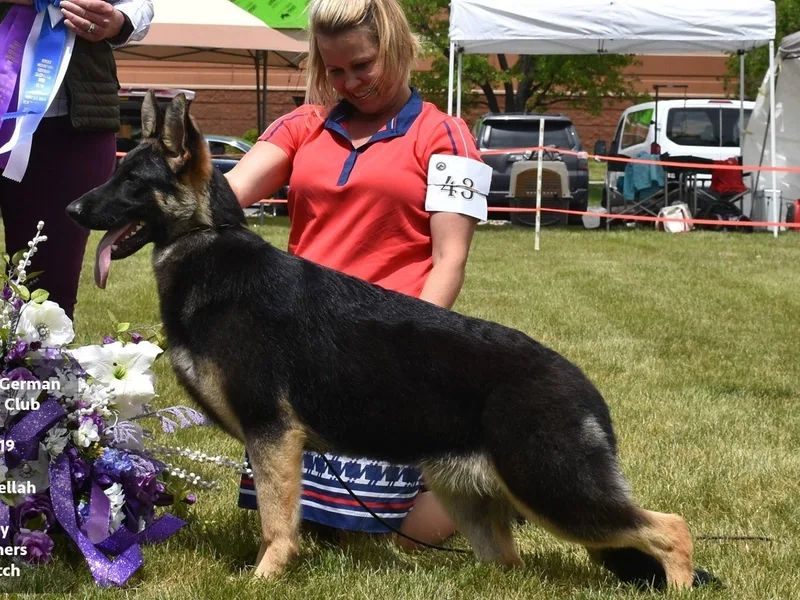 Conlee German Shepherds