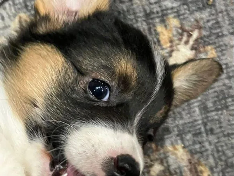 Conley Pembroke Welsh Corgis