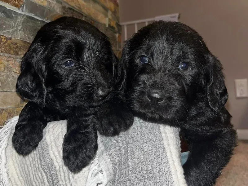 Conley’s Labradors &amp; Labradoodles