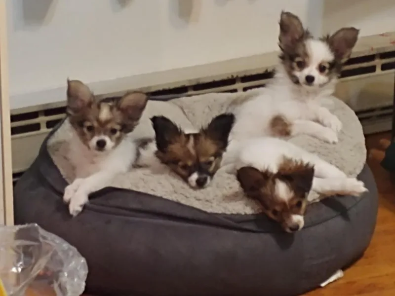 Connecticut Papillon