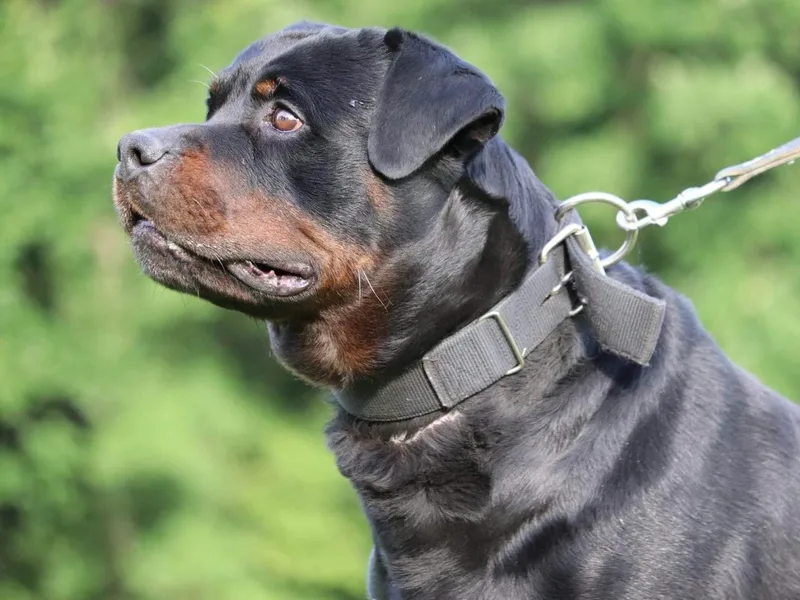 Connhaus Rottweilers