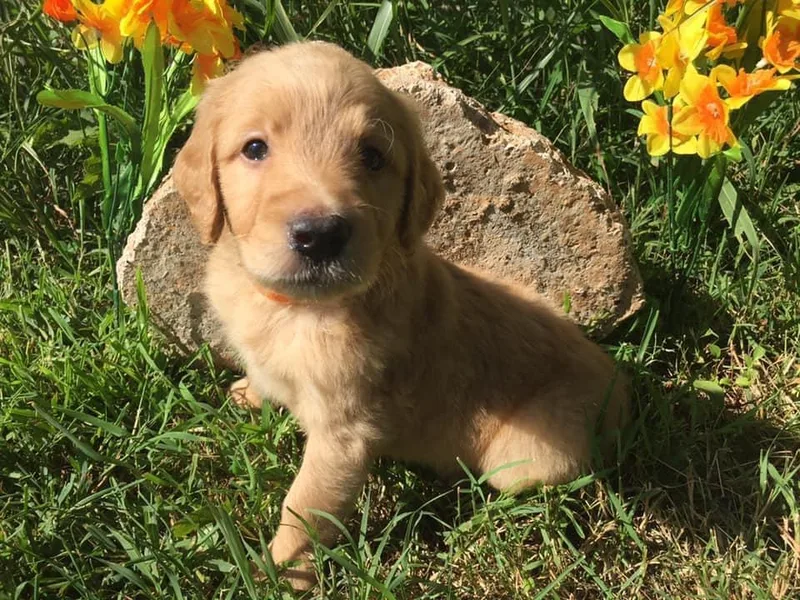 Connie’s Goldendoodles