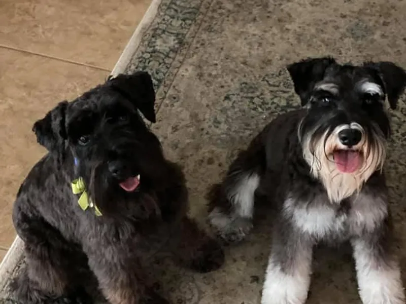 Connie's Mini Schnauzer’s