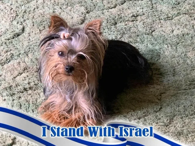 Connie's Yorkshire Terriers