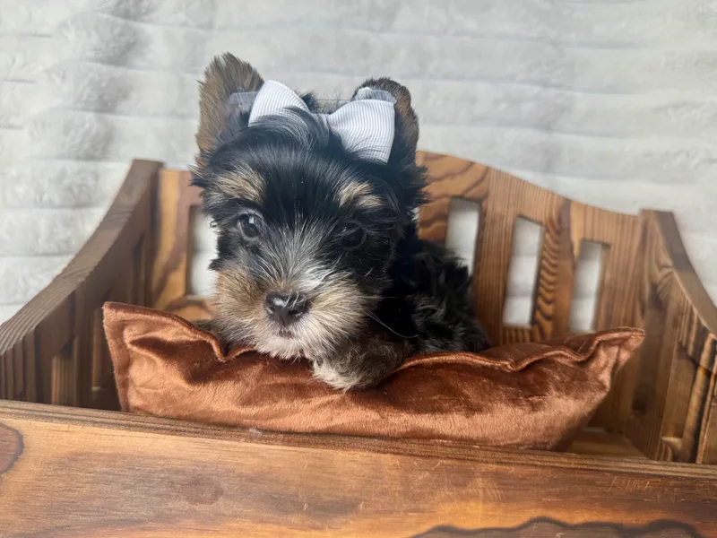 Conns Cuddly Canines