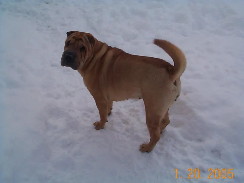 Conrad Knoll Shar-Pei