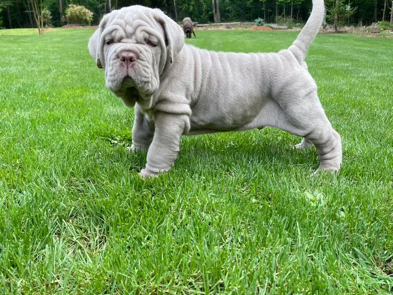 Consigliere Mastino