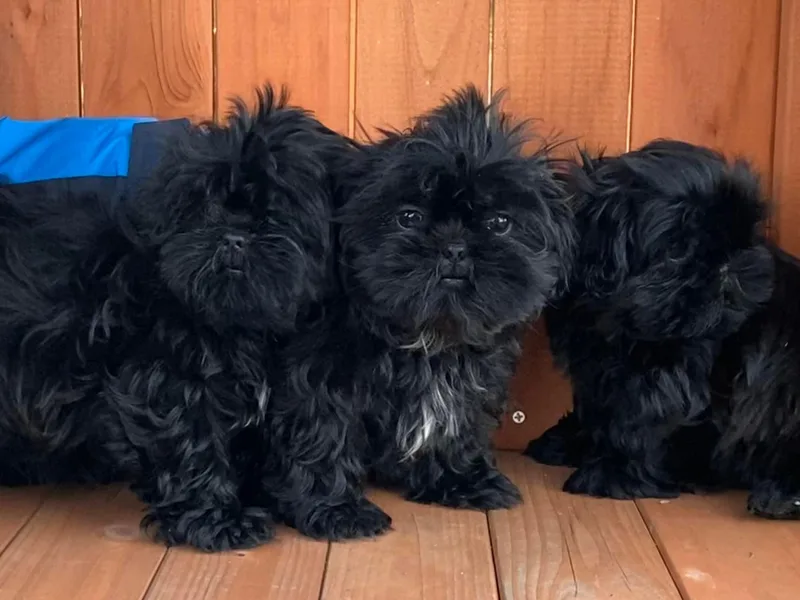 Constellation Exotics