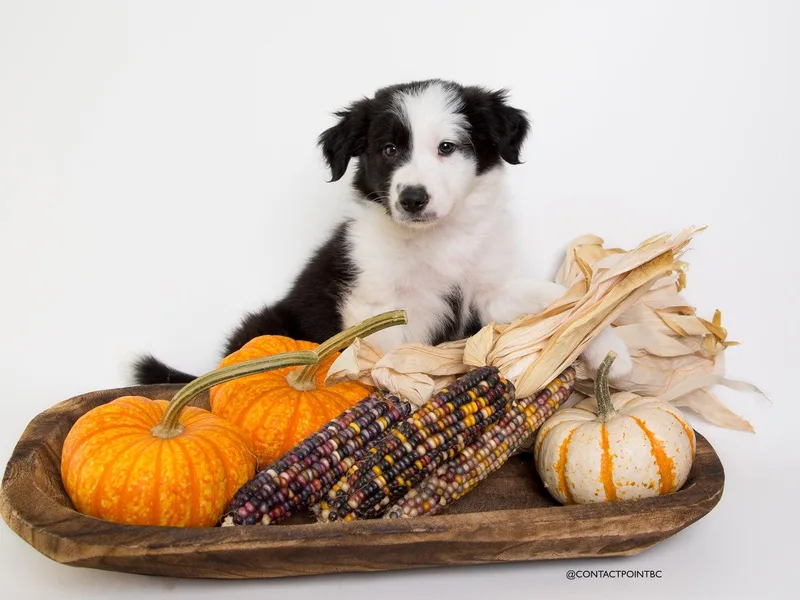 Contact Point Border Collies