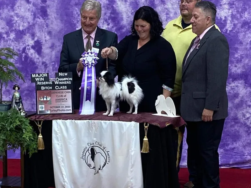 Contessa's Japanese Chins