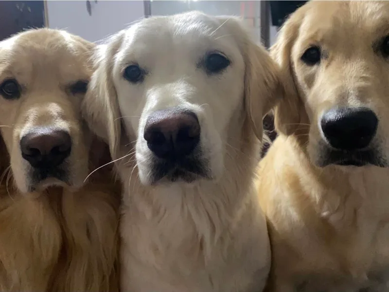 Continued Traditions Farmstead