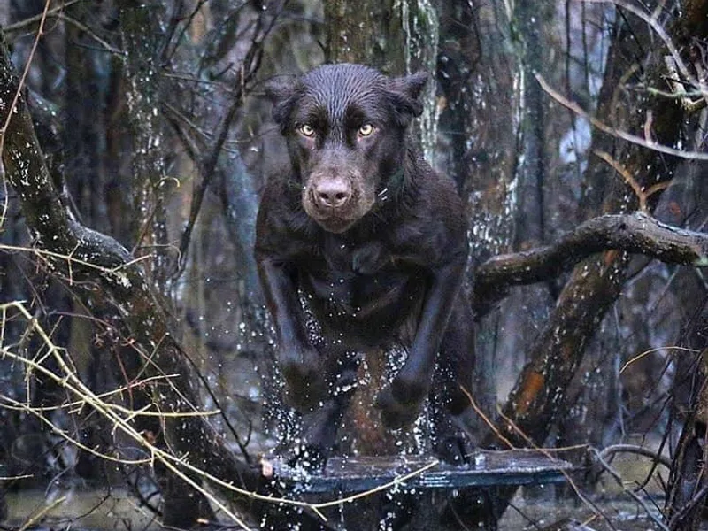 Converse Premium Labs