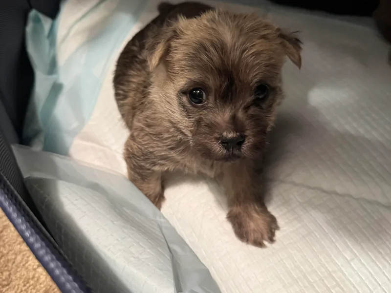 Cook’s Cairn Terriers