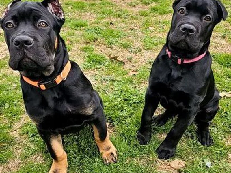 Cook's Cane Corso