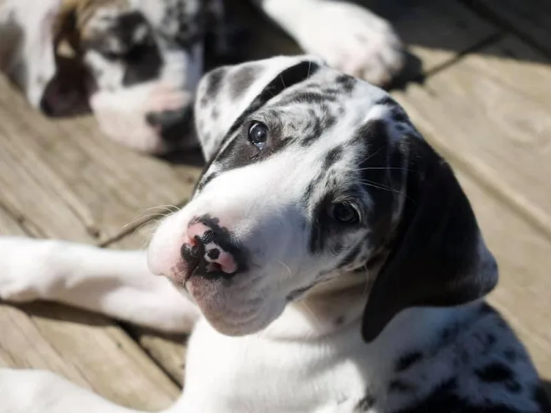 Cook’s Gentle Giants